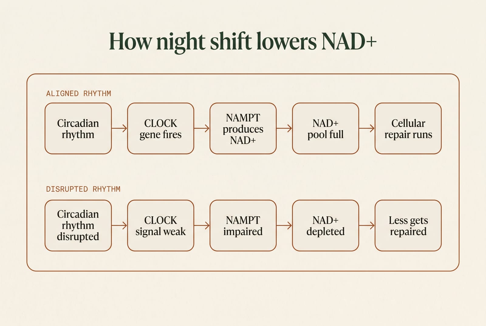 Diagram titled How night shift lowers NAD+. With an aligned rhythm the CLOCK gene fires, NAMPT produces NAD+ and cellular repair runs. With a disrupted rhythm the CLOCK signal weakens, NAMPT is impaired, NAD+ is depleted and less gets repaired.